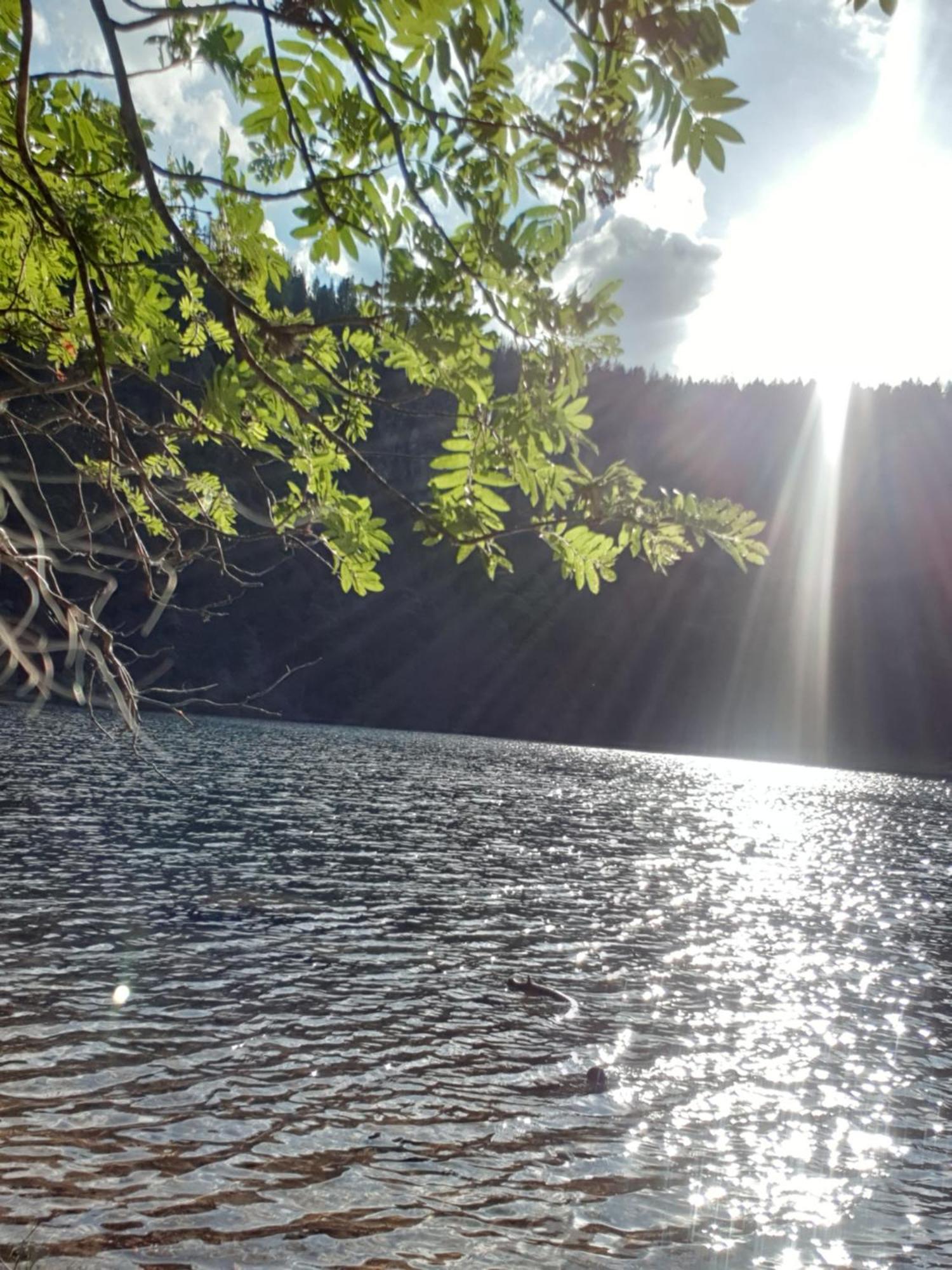 Herzlicht * Titisee-Neustadt